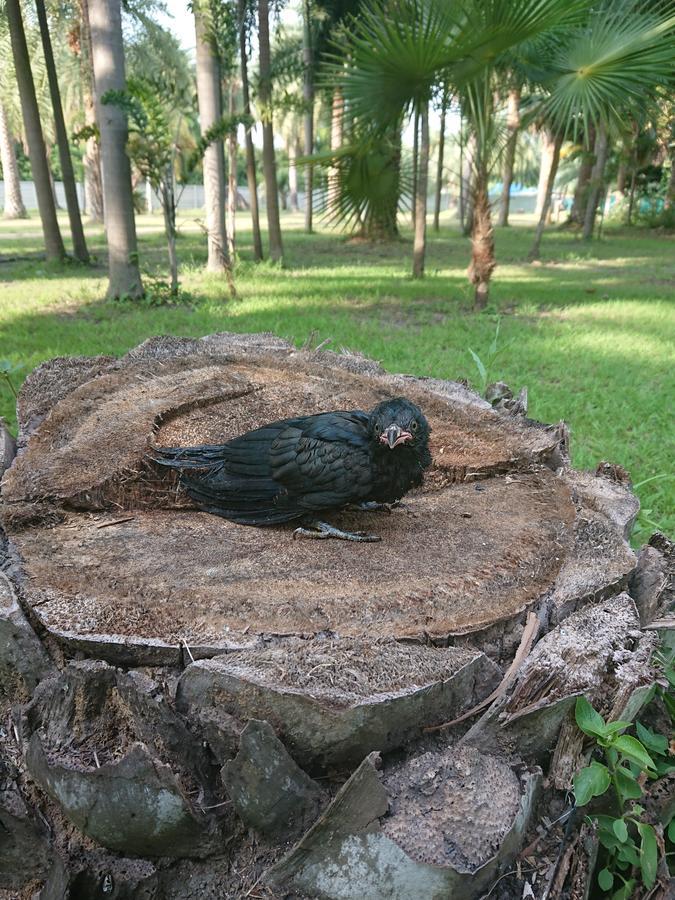 Lopburi Palm Resort Kültér fotó